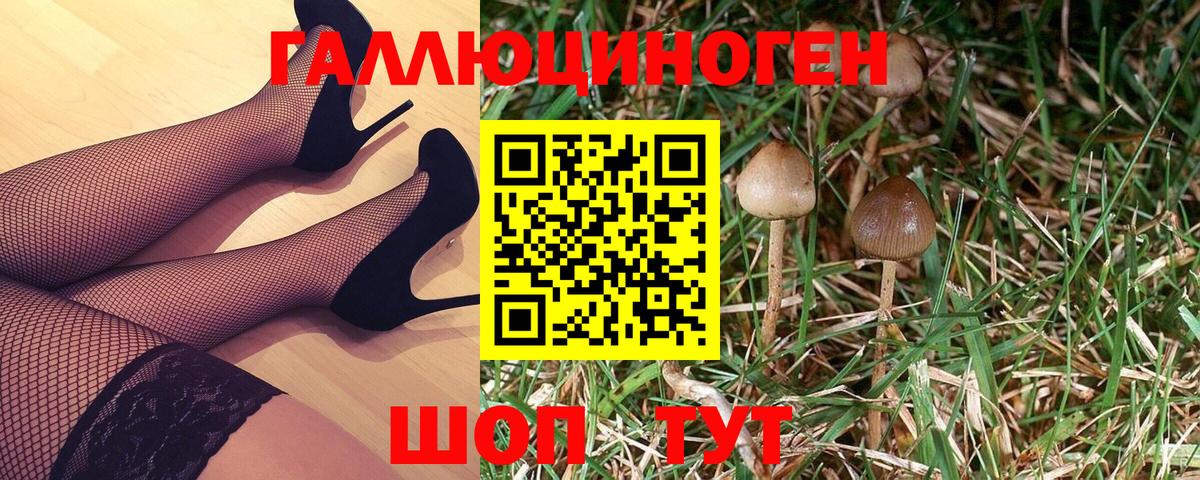 Галлюциногенные грибы Psilocybe  Вход с VPN  Губаха 